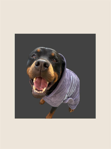 Hundebademantel